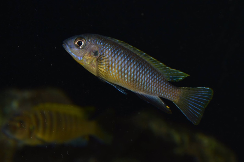 Tropheops sp. 'aurora' Mbamba Bay
